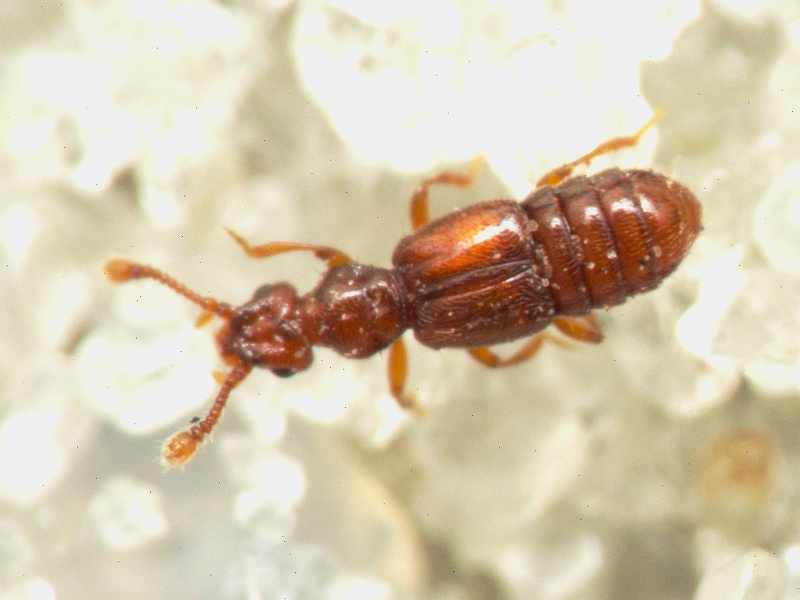 Euplectus Leach, 1817